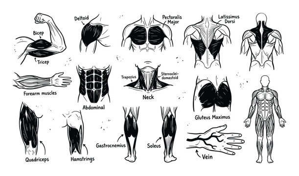 Hand-drawn human anatomy muscle diagrams illustrating various body parts and their specific muscle groups