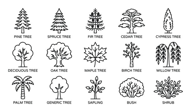Collection of various tree and plant outline icons, including pine, spruce, fir, cedar, cypress, deciduous, oak, maple, birch, willow, palm, generic tree, sapling, bush, and shrub, presented