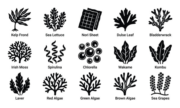 Comprehensive collection of various seaweed and algae types presented as black silhouette icons