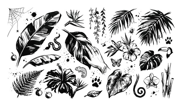 Hand drawn black and white tropical jungle elements with various plants, animals, and natural details