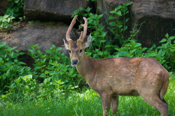 Obraz premium Alert buck standing in green grass against a rocky woodland background.