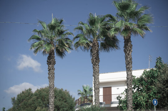 palme