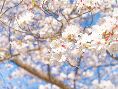 Beautiful White Sakura Flowers Blooming Under a Clear Blue Sky