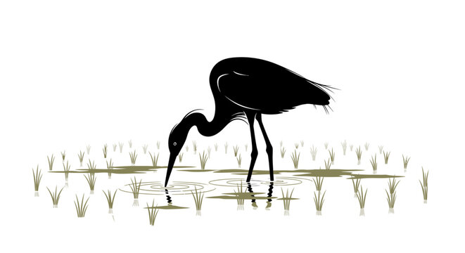 Black Heron Bird in Water Searching.