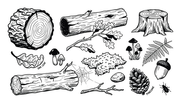 Various hand-drawn black and white forest elements, including logs, mushrooms, leaves, and a pinecone