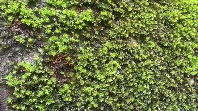 Vibrant Green Moss Growing on Dark Wet Stone Wall Surface