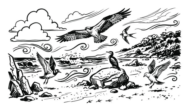 Various wild birds, including an osprey, swallow, and gulls, are depicted in a dynamic black and white ink drawing of a coastal scene with waves and clouds