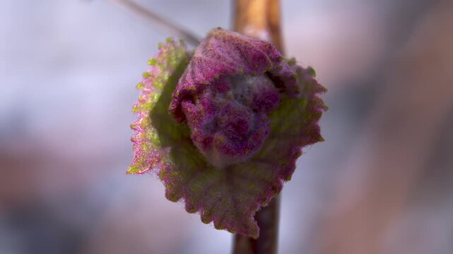 Vitis vinifera during early spring vegetation, detailed View of Bud Scales