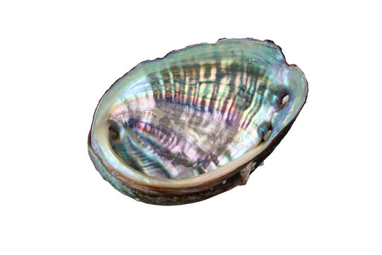 Iridescent abalone shell with natural pearlescent texture isolated on a white background