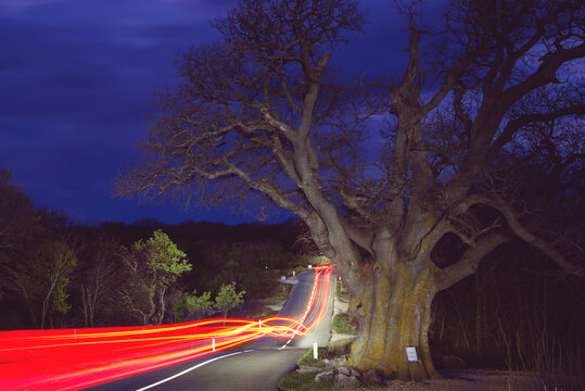 Hackberry tree, light painting