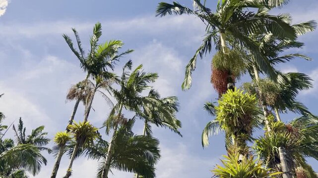 Palm tree leaves, waving in slomotion. Morretes, PR Brazil.