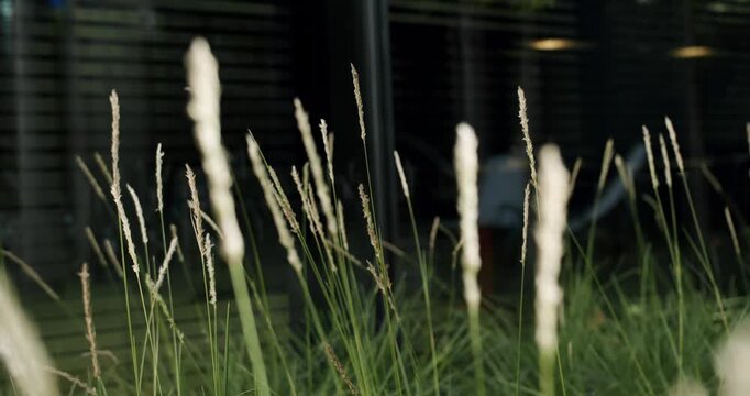 A serene view of tall wild grasses in soft focus with a blurry modern building in the background. Emphasizes tranquility in urban settings. Soft Focus on Tall Grass in Front of Blurry Building