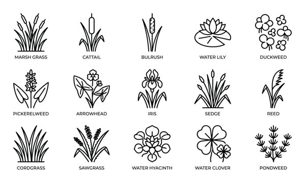 Collection of various aquatic plant line icons, including marsh grass, cattail, water lily, and duckweed