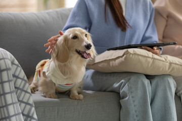 Obraz premium Woman sitting on comfortable gray living room couch petting small happy dog holding black tablet device relaxing at home resting after morning yoga practice enjoying peaceful companion animal