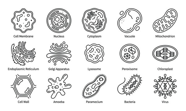 Comprehensive set of black outline icons illustrates various biological cells and microorganisms