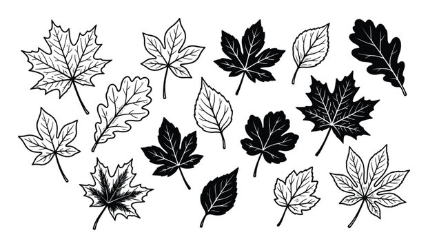 Collection of various black and white hand-drawn autumn leaves, featuring different shapes and styles