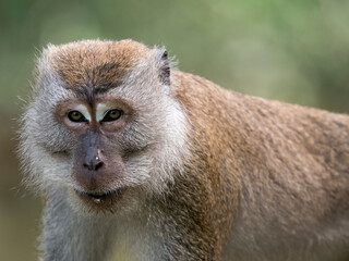 Obraz premium portrait of monkey