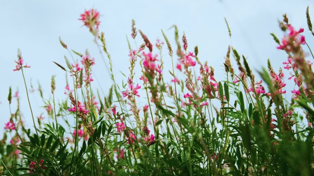Pink flowers sway gently in breeze under soft sky. Green stems rise high with delicate blossoms. Nature's quiet beauty captured in slow motion. Perfect for serene backgrounds, eco-themed projects