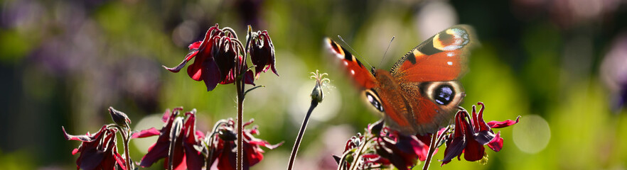 Schmetterling 1390 © K.-U. Häßler