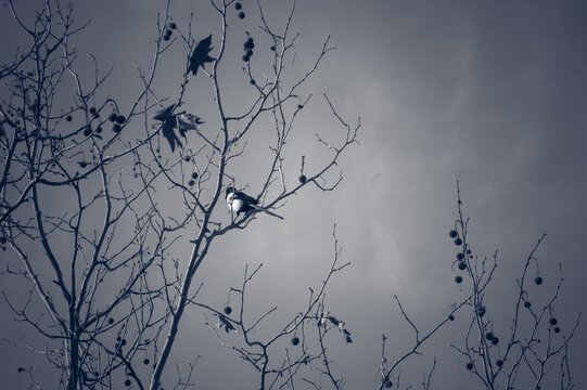 inverno