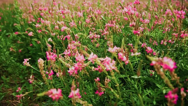 Pink blossoms sway gently in a vast meadow. Green stems rise through the soft blooms under sunlit skies. Nature's quiet beauty fills the frame with calm