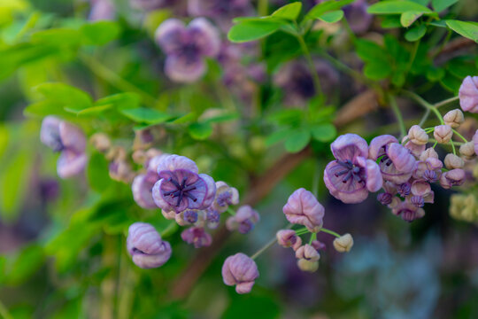 Selective focus of purple blue flowers, Akebia quinata commonly known as Akebi, Chocolate vine, Native to Japan, China and Korea, commonly used as an ornamental plant, Natural floral background.