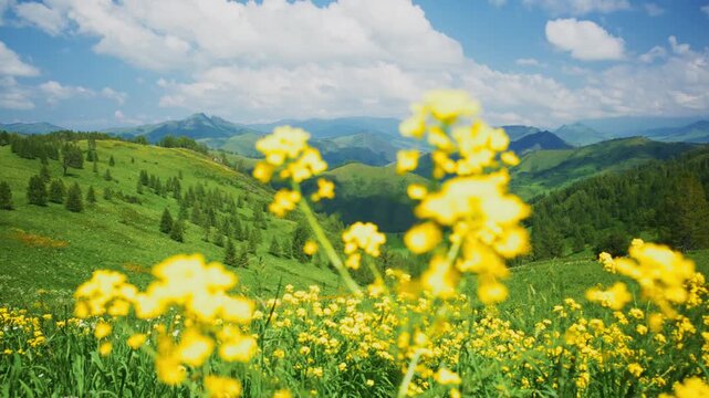Vibrant yellow flowers bloom in foreground. Rolling green hills stretch under bright blue sky. Mountains fade into soft, distant haze. Scene evokes peace, nature's beauty, and fresh spring air