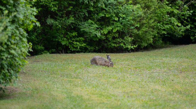 Brown hare in the wild in a park