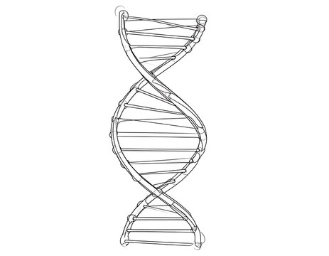 Line drawing of a double-helix DNA strand, showing the spiral structure of the genetic code in a scientific illustration