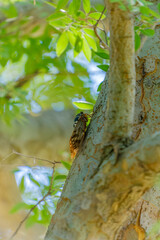 Fototapeta premium Large Brown Cicada Graptopsaltria nigrofuscata resting on a tree trunk with fresh green leaves and sunlight in summer Japan