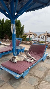 A relaxed gray dog lies on a sunbed under a blue canopy by the beach. The ocean is visible in the background with palm trees and umbrellas.