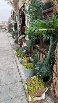 A street view featuring various potted plants and greenery along a sidewalk. The scene includes palm trees and decorative planters.