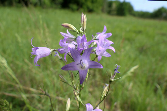 Harebells (Campanula rotundifolia) blooming in a wildflower meadow in the Dordogne, France
