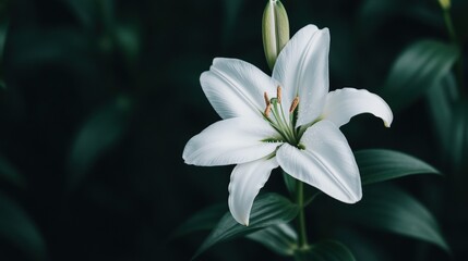 Fototapeta premium A single white lily flower in bloom, surrounded by green leaves against a dark, blurred background.