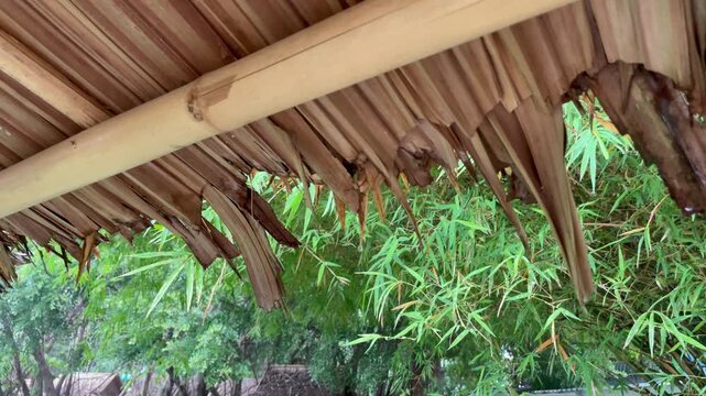 Heavy tropical rain pounding on the bamboo roof, with drops streaming down the edges; lush greenery in the background.