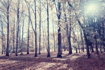 Fototapeta premium autumn park, nature landscape, trees in a seasonal background
