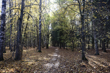 Fototapeta premium autumn park, nature landscape, trees in a seasonal background