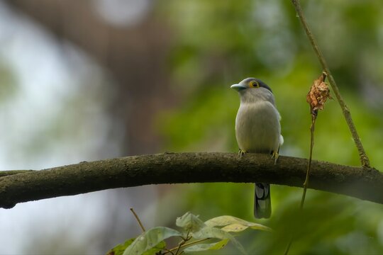 Grey-lored Broadbill perched on forest branch in Manas National Park Assam India