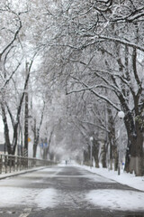 Fototapeta premium Snowfall in a winter park, landscape trees covered with snow, nature background, seasonal weather background
