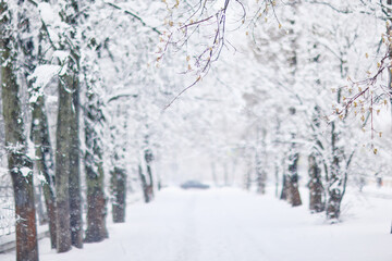 Fototapeta premium Snowfall in a winter park, landscape trees covered with snow, nature background, seasonal weather background