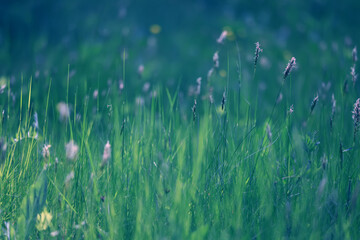 Obraz premium background of fresh green grass, nature in the field