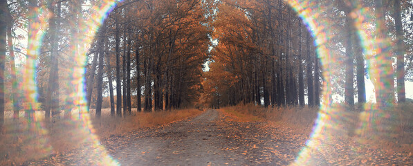 Fototapeta premium Autumn sunny landscape, view in the rays of a sunny autumn day in the park