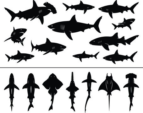 Shark silhouette collection with multiple species top and side views isolated black marine wildlife vector illustration