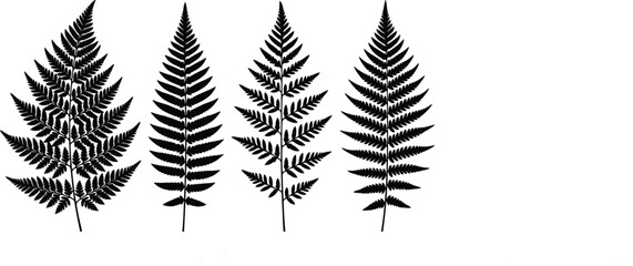 Vector silhouette set of various fern leaves and fronds isolated on white background for botanical branding and nature-themed design © MdSohel