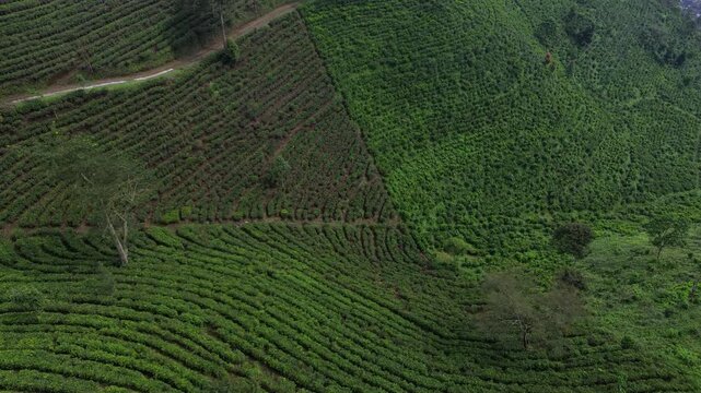 Aerial drone view of lush green tea plantation on mountain hills during a cloudy and foggy morning