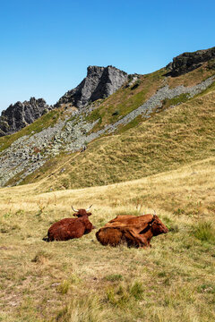 traditional salers cows resting in the mountain pastures of puy de sancy in auvergne, france