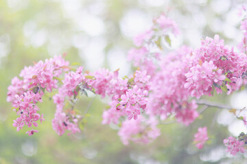 Obraz premium Cherry blossom spring flowers nature background