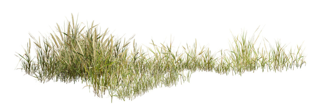 grass isolated on white background/High-resolution image of wild grass clumps isolated on a clean white background, featuring sharp details and natural green texture, perfect for design and nature-rel