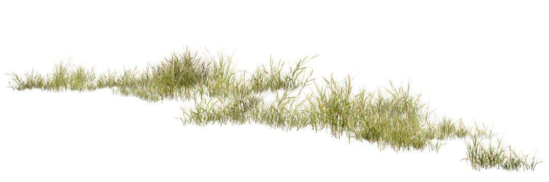 grass on white background/High-resolution isolated wild grass plant on white background, sharp focus nature element for architectural visualization and landscape design.