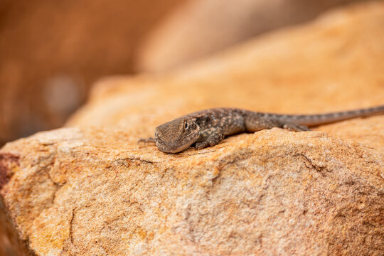 ornate-crevice-dragon-basking-ochre-granite-rock-western-australia